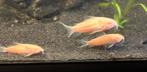 6x albino corydora, Dieren en Toebehoren, Vissen | Aquariumvissen, Vis, Zoetwatervis