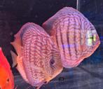 Discus rood turquoise Kweekkoppel - Siner - Koidreams, Dieren en Toebehoren, Vissen | Aquariumvissen, Vis, Zoetwatervis