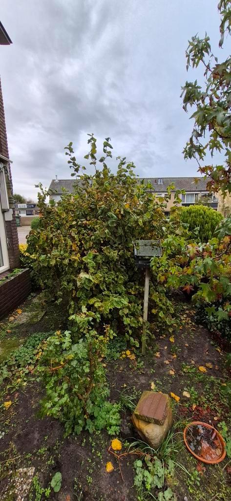 Mooie Hazelaar te koop, Tuin en Terras, Planten | Bomen, Bolboom, 100 tot 250 cm, Halfschaduw, Bloeit niet, Ophalen