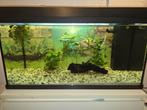 Aquarium 80cm, Dieren en Toebehoren, Vissen | Aquaria en Toebehoren, Ophalen, Gevuld zoetwateraquarium