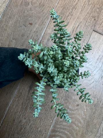 Sedum burrito hangplant beschikbaar voor biedingen