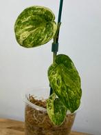 Scindapsus Jade Satin Variegata #3, Ophalen of Verzenden, Halfschaduw, Minder dan 100 cm