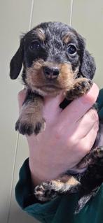 Ruw harige dwerteckel pups, black and ten, Dieren en Toebehoren, Honden | Teckels en Dashonden, CDV (hondenziekte), 8 tot 15 weken