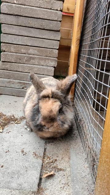 Punky het lieve konijn  beschikbaar voor biedingen