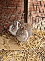 Jonge konijntjes!, Dieren en Toebehoren, Meerdere dieren, Middelgroot, 0 tot 2 jaar