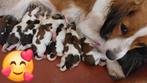 Nederlandse kooikerhondje pups raszuiver, Nederland, Rabiës (hondsdolheid), Overige rassen, 8 tot 15 weken