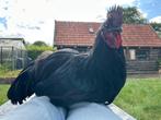 boerderij gezocht voor Ayam Cemani haan, Mannelijk, Kip