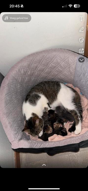 Nestje kittens beschikbaar voor biedingen
