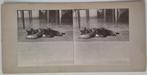 Stereofoto poes met zogende kittens 1910's, Verzenden, Voor 1940, Gebruikt, Foto