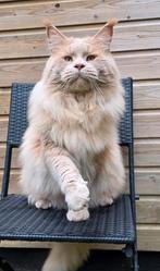 Maine coon dekkater, 0 tot 2 jaar