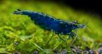 Blue diamond neocaridina garnalen