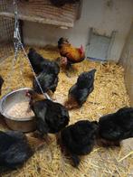 Duitse Langshan kriel kippen, Vrouwelijk, Kip