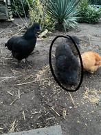 GRATIS 3 zijdehoen hanen, Dieren en Toebehoren, Pluimvee, Mannelijk, Kip