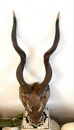 Kudu hoorns, Verzamelen, Dierenverzamelingen, Ophalen, Zo goed als nieuw, Overige soorten