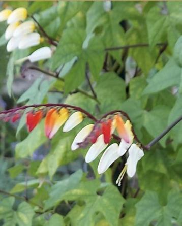 Mina Lobata zaden  beschikbaar voor biedingen