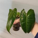 Philodendron burle marx, Huis en Inrichting, Kamerplanten, Ophalen of Verzenden, Halfschaduw, Minder dan 100 cm