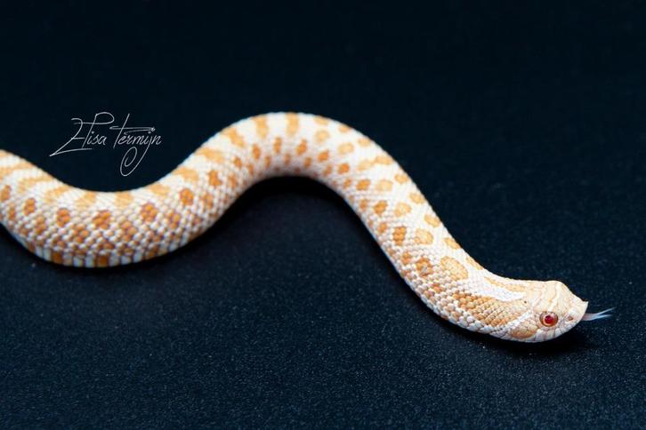 Heterodon nasicus (haakneusslang) albino