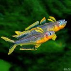Pseudomugil Furcatus - Regenboogvis, Dieren en Toebehoren, Vissen | Aquariumvissen, Vis, Zoetwatervis, Schoolvis