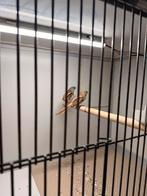 Baardman 1-1, Dieren en Toebehoren, Meerdere dieren