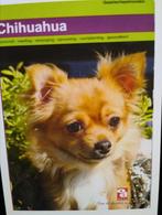 Chihuahua, Ophalen of Verzenden, Zo goed als nieuw