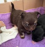 Zeldzaam mooie chihuahua pups kleinsten 400 gram, CDV (hondenziekte), 8 tot 15 weken, Meerdere, Meerdere dieren