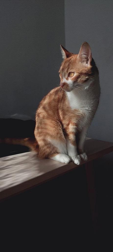 Teddy (half oosters raskat), Dieren en Toebehoren, Katten en Kittens | Raskatten | Langhaar, Kater, 3 tot 5 jaar, Gechipt, Ingeënt