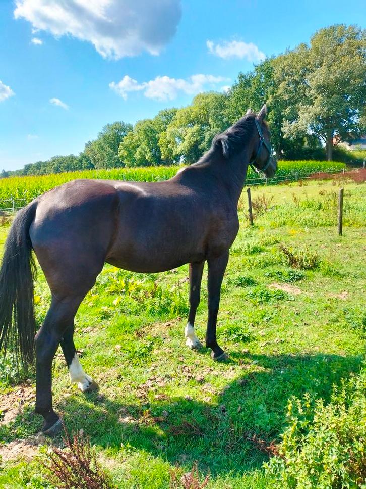 Gezocht verzorgster/ bijrijder, Dieren en Toebehoren, Stalling en Weidegang, Weidegang, 1 paard of pony