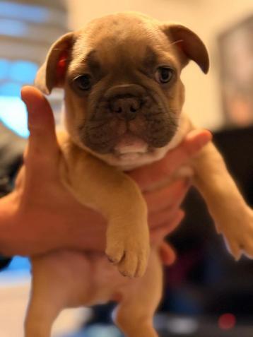 Franse buldog pup top combinatie beschikbaar voor biedingen