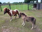 Shetlander merrie met hengstveulen, Dieren en Toebehoren, Gechipt, A pony (tot 1.17m), 3 tot 6 jaar, Meerdere dieren