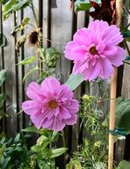 Cosmea Double Dutch Rose zaden, Ophalen of Verzenden, Volle zon