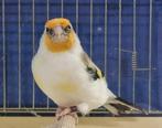 Stieglitz, Meerdere dieren, Geringd