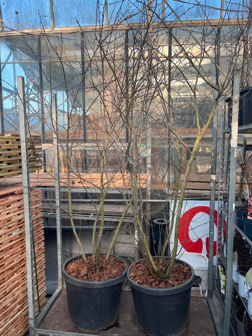 2x Amelanchier Lamarckii | meerstammige krentenboom €159,95, Tuin en Terras, Planten | Bomen, Overige soorten, 250 tot 400 cm