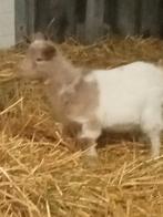 mooie jonge geitjes, Dieren en Toebehoren, Schapen, Geiten en Varkens, Vrouwelijk, Geit