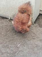 Zijdehoen hennen in verschillende kleuren, Dieren en Toebehoren, Pluimvee, Vrouwelijk, Kip
