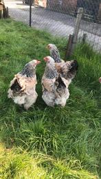 Broedeieren unieke Brahma Zalm kleur!, Dieren en Toebehoren, Pluimvee, Geslacht onbekend, Kip