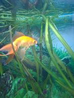 Aquarium met goudvissen, Dieren en Toebehoren, Vissen | Aquaria en Toebehoren, Ophalen, Zo goed als nieuw, Gevuld zoetwateraquarium