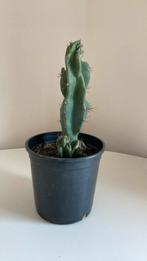 GROTE CACTUS, Huis en Inrichting, Kamerplanten, Cactus, Minder dan 100 cm, Ophalen of Verzenden, Volle zon