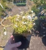 Phlox 'White delight' (kruipphlox), Ophalen, Bodembedekkers, Volle zon, Vaste plant