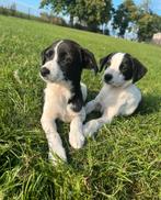 Super lieve kooiker/markiesje pups!, Nederland, Overige rassen, 8 tot 15 weken, CDV (hondenziekte)