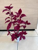 Mooie siernetel kamerplant, Huis en Inrichting, Kamerplanten, Ophalen of Verzenden, In pot, Halfschaduw, Minder dan 100 cm