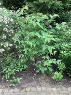 Fazantenbes, Tuin en Terras, Planten | Struiken en Hagen, Ophalen, Overige soorten, Struik, 100 tot 250 cm