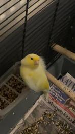 Gezocht; gelle kanarie man, Dieren en Toebehoren, Vogels | Kanaries, Mannelijk, Kleurkanarie