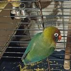 Parkiet, Mannelijk, Parkiet