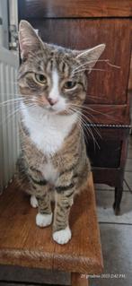 4 katten gratis, Dieren en Toebehoren, Katten en Kittens | Overige Katten, Poes