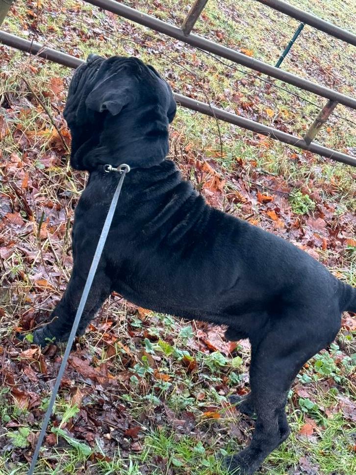 Mastino napoletano reu, Dieren en Toebehoren, Honden | Retrievers, Spaniëls en Waterhonden, Reu, Particulier, Eén hond, Nederland