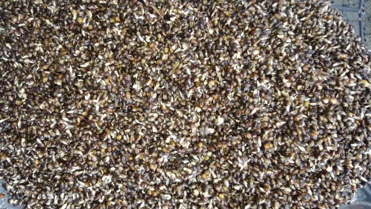 Hennep Super Kiem kant en klaar, Watersport en Boten, Hengelsport | Witvissen, Nieuw, Complete set, Ophalen of Verzenden