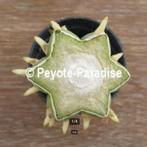 San Pedro Cactus Stekken om te bewortelen., Huis en Inrichting, Verzenden, Cactus, Minder dan 100 cm, Bloeiende kamerplant