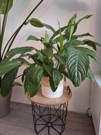 Mooie groene kamerplant | Lepelplant | Peace Lily | met Mand, Huis en Inrichting, Kamerplanten, Ophalen