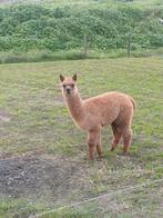 Alpaca  merrie, Dieren en Toebehoren, Overige Dieren, Mei, Vrouwelijk