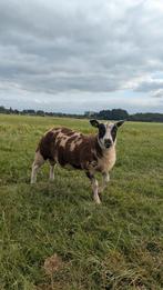Luxe bonte dekrammen, Dieren en Toebehoren, Mannelijk, Schaap, 0 tot 2 jaar